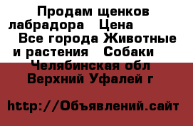 Продам щенков лабрадора › Цена ­ 20 000 - Все города Животные и растения » Собаки   . Челябинская обл.,Верхний Уфалей г.